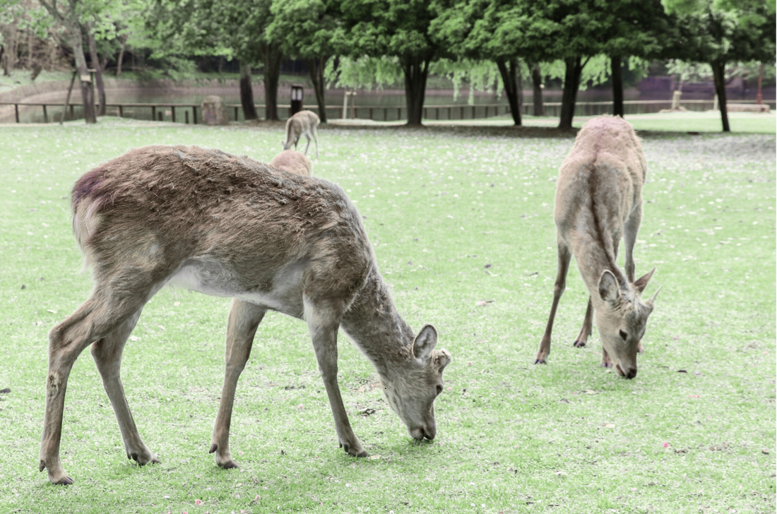 Natural ways to keep animals out of your garden: what works – and what doesn’t