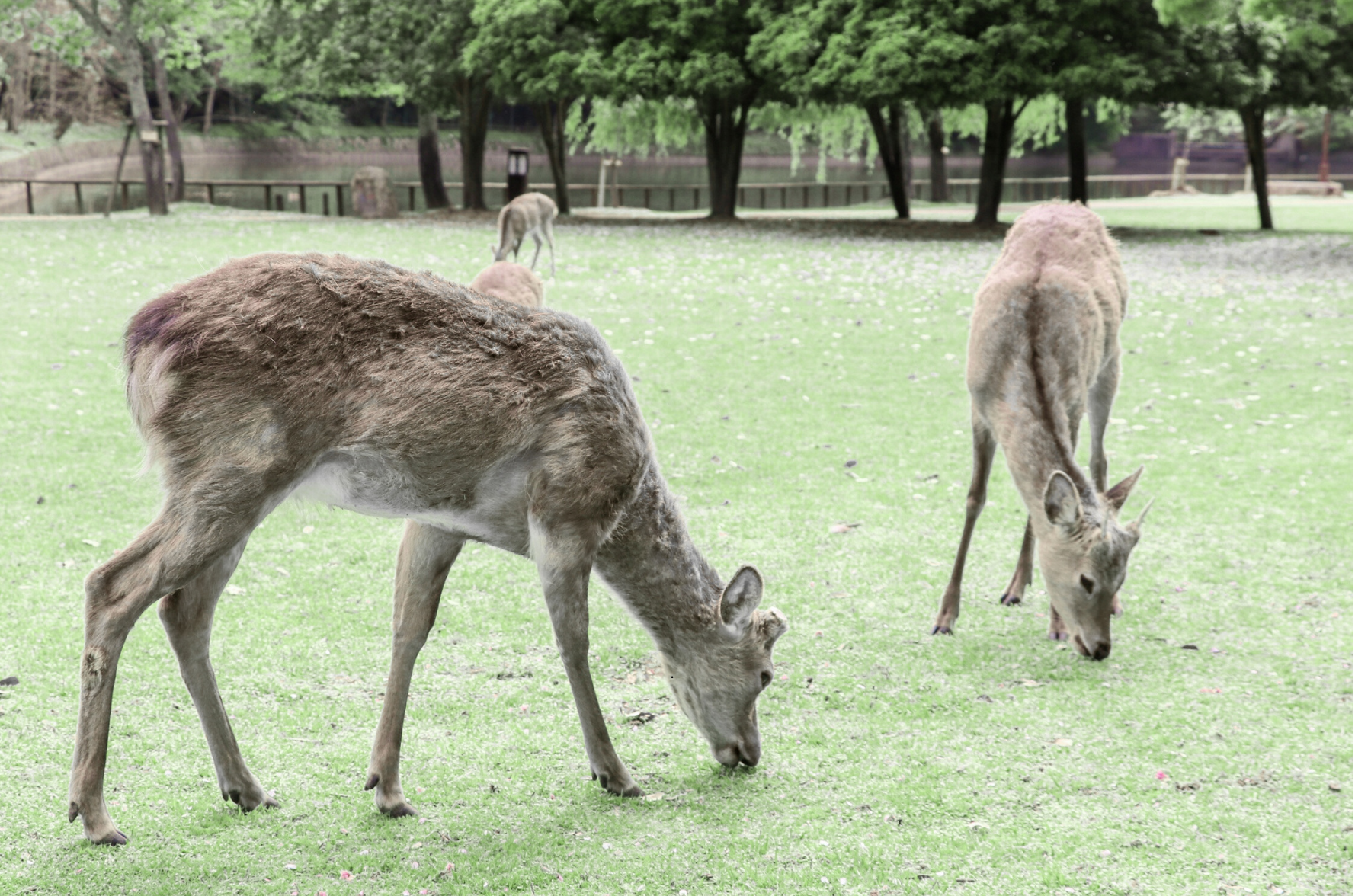 Natural ways to keep animals out of your garden: what works – and what doesn’t