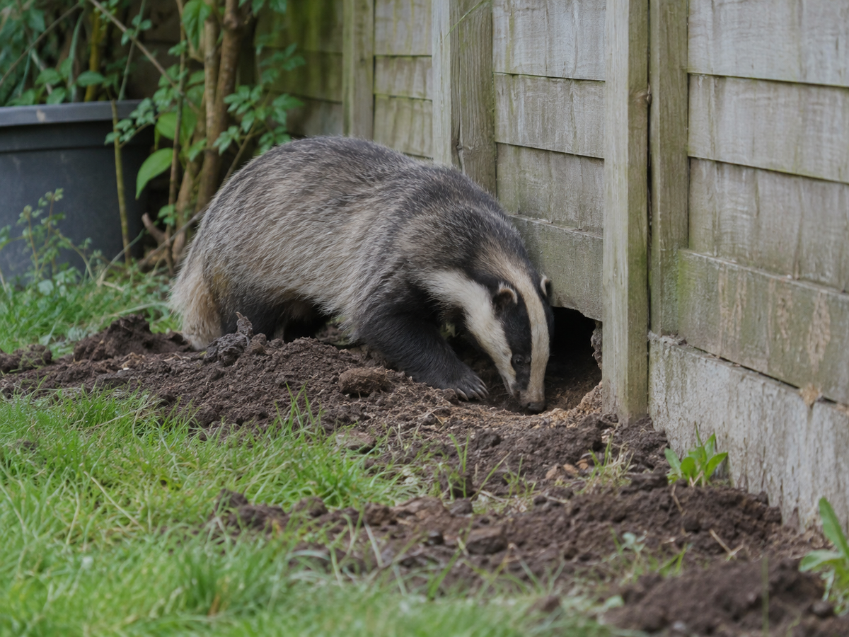 badger digging under fence in garden
