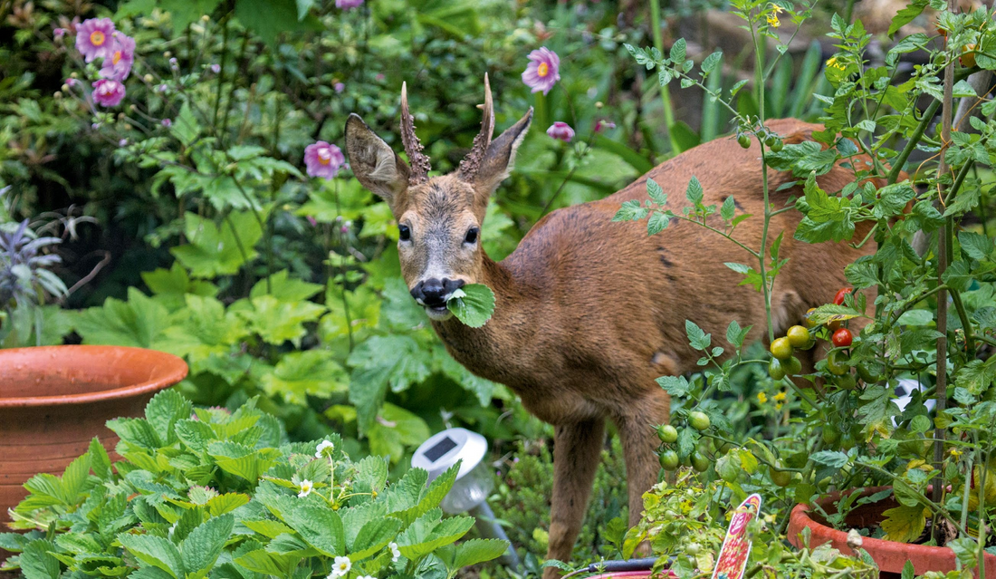 Do animal repellents really work?