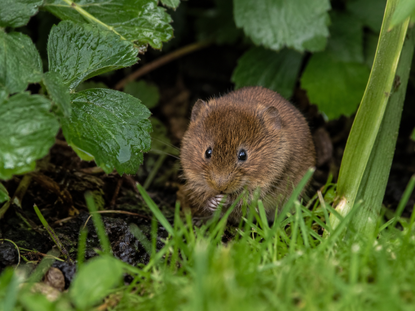 How to Get Rid of Voles in Your Garden